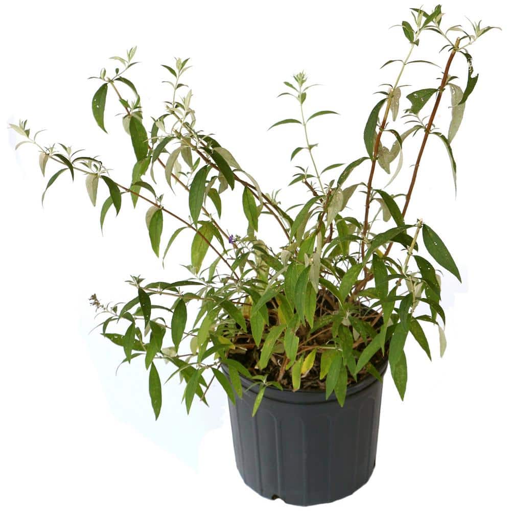 3 gal. Buddleia Honeycomb Shrub with Yellow Flowers - Hercitys