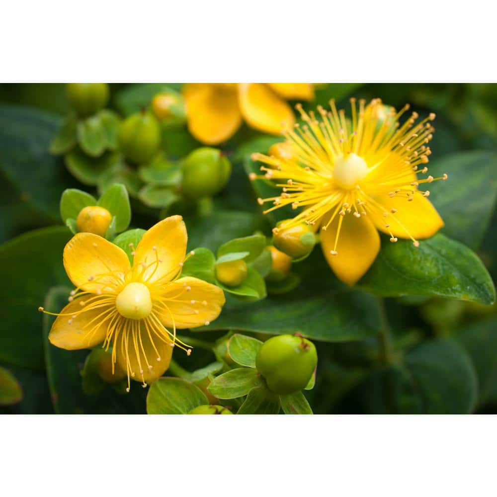 2.5 qt. Yellow Hypericum Granger Perennial (2-Pack) - Hercitys
