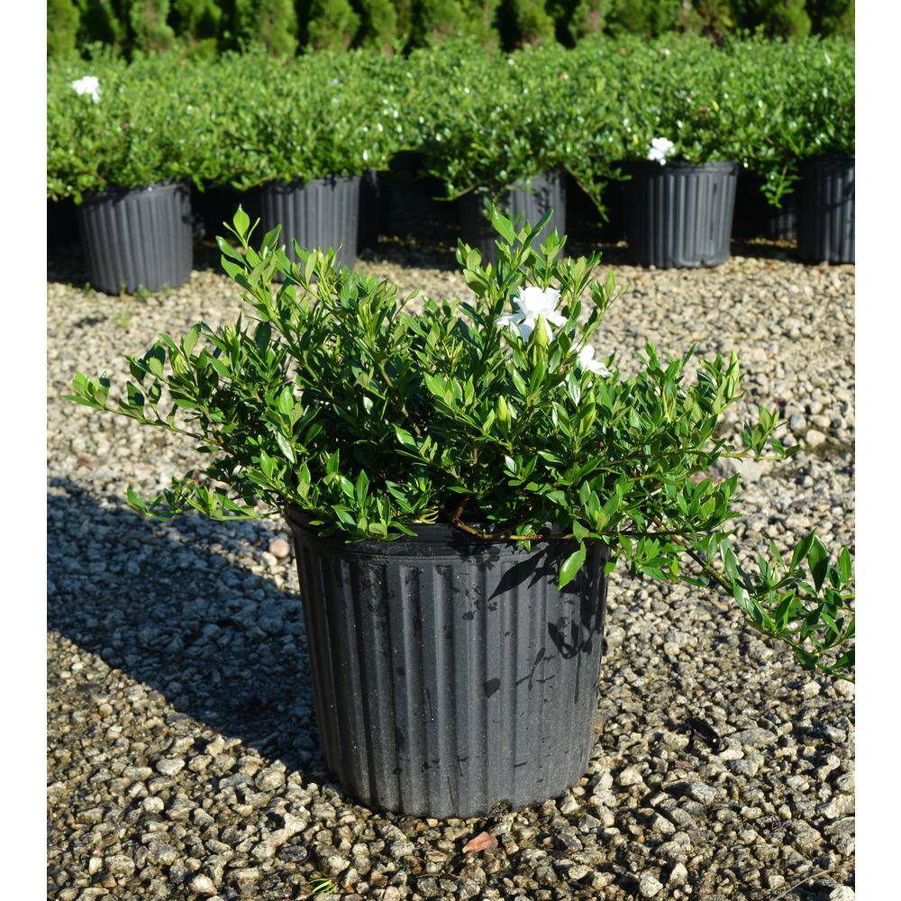 1 Gal. Radicans Gardenia Plant, Low Growing Evergreeen with White Fragrant Blooms - Hercitys