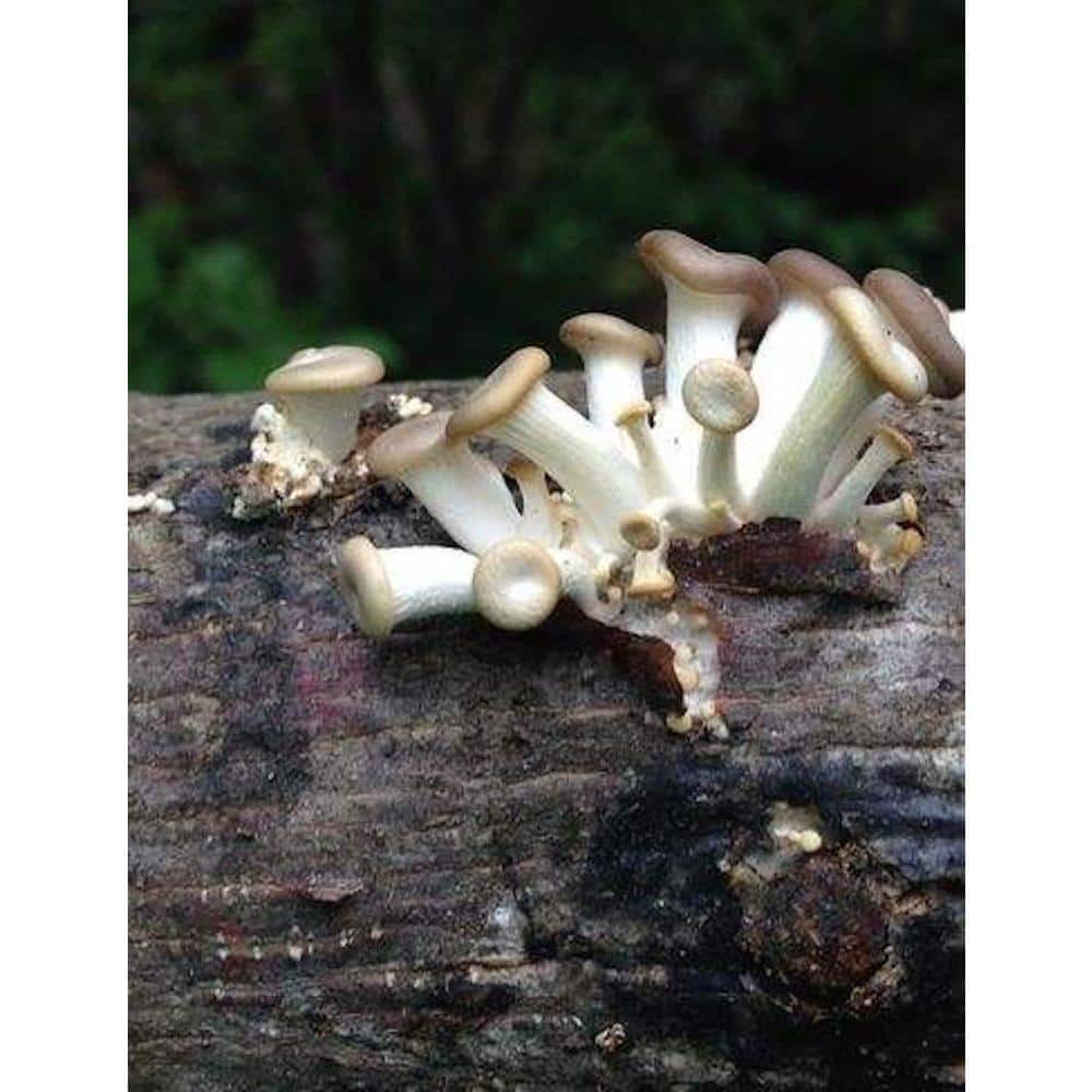 12 in. Oyster Mushroom Log - Hercitys