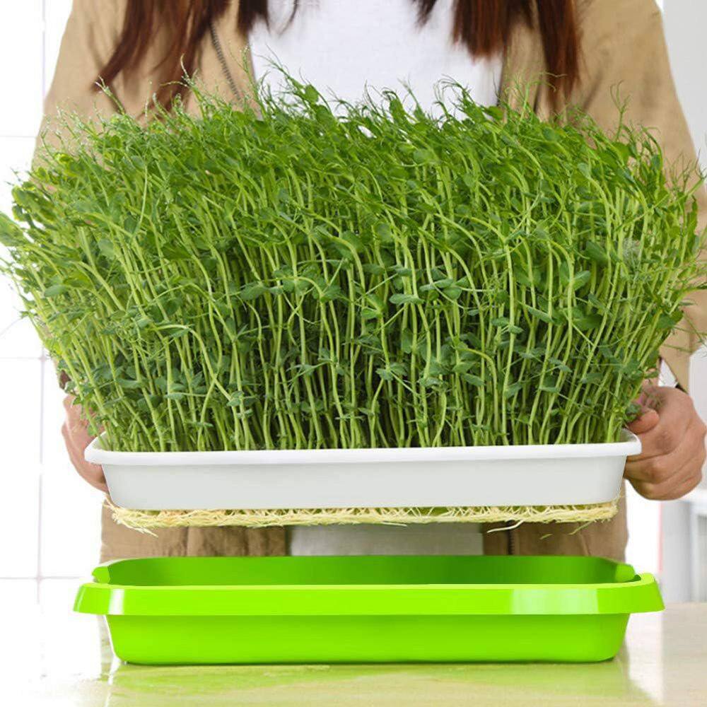 2-Pack Seed Sprouter Tray BPA Free PP Soil-Free Large Capacity Wheatgrass Grower Kit with Lid Green - Hercitys