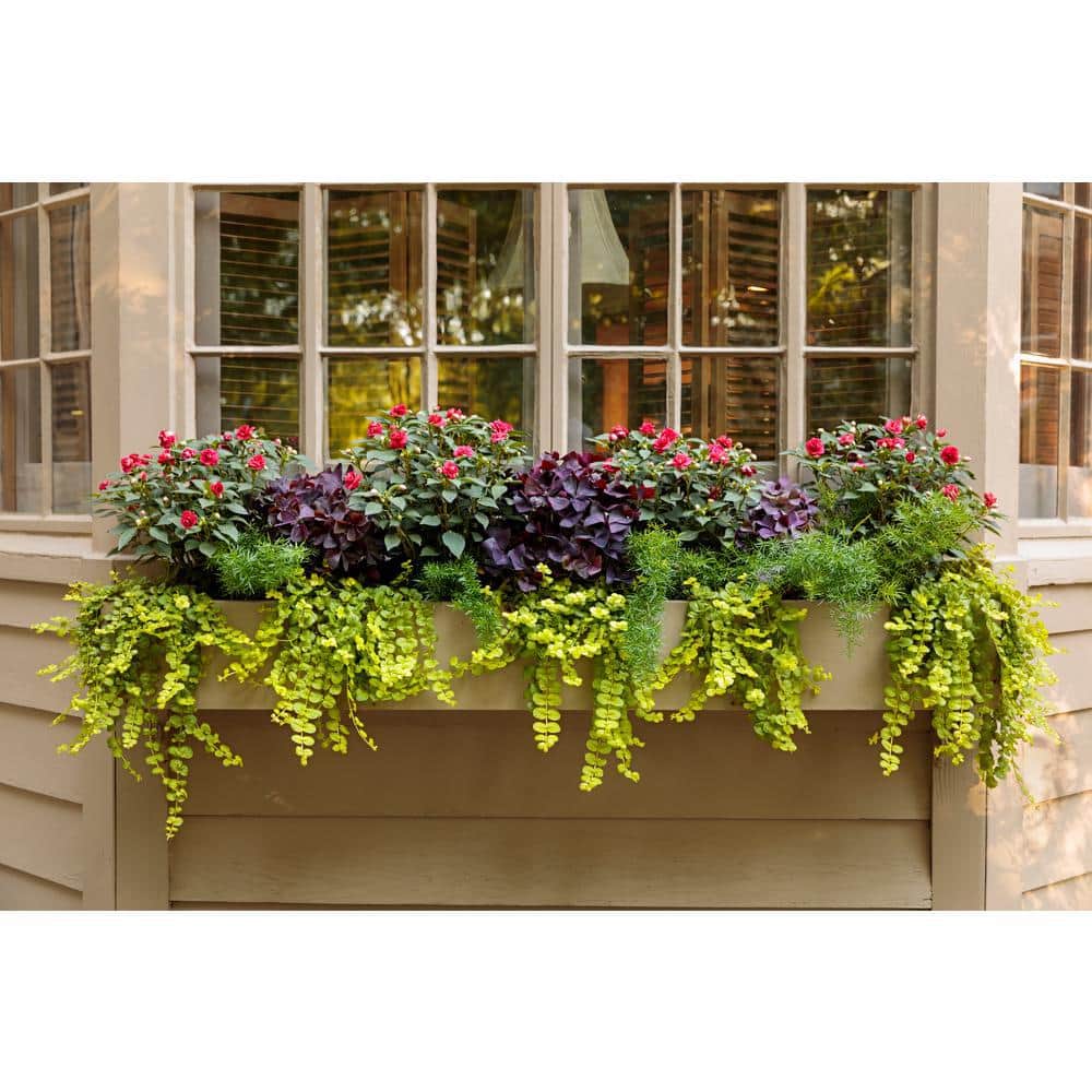 1 Pt. Lysimachia Creeping Jenny Yellow Perennial Plant (6-Pack) - Hercitys