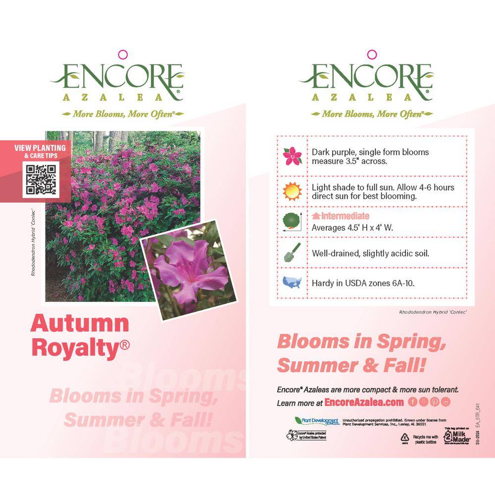 2 Gal. Autumn Royalty Reblooming Azalea Shrub with Purple Flowers - Hercitys