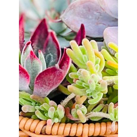 11 in. Small Wicker Soilless Succulent Plant Flower Basket, Lightweight Beautiful Collection of Succulents - Hercitys