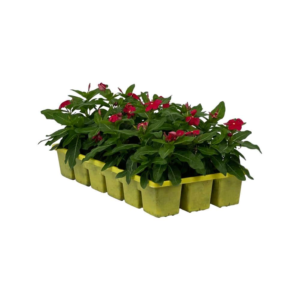 1.97 Gal. Vinca Cora Red Flower in 2.75 in. Cell Grower’s Tray (18- Plant) - Hercitys