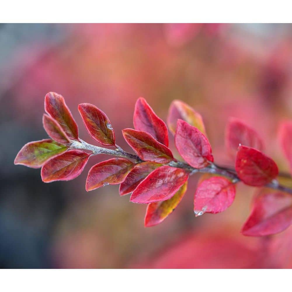 2 Gal. Autumn Inferno Cotoneaster Live Shrub with Fiery Red Foliage - Hercitys