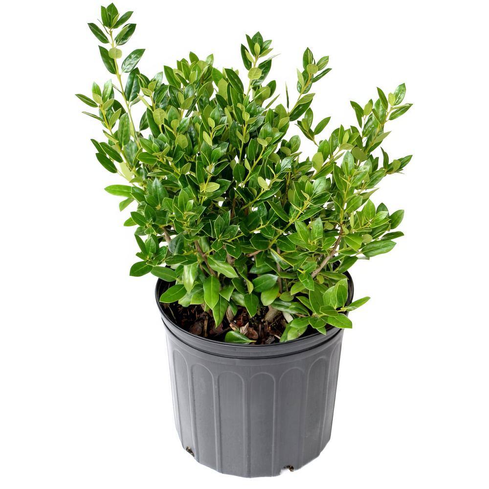 2.25 Gal. Holly Needlepoint Shrub - Hercitys