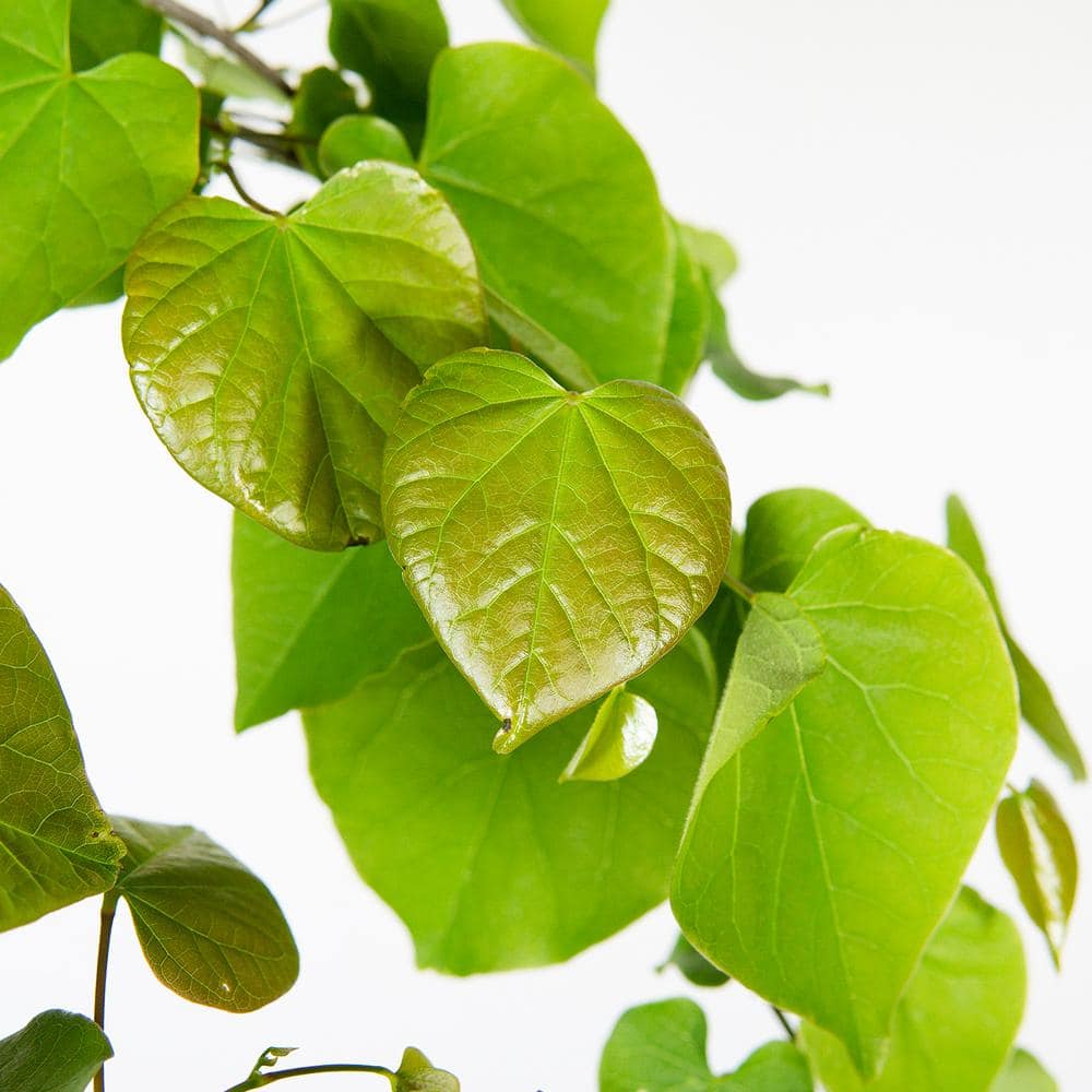 5 Gal. Eastern Redbud Tree (2-Pack) - Hercitys