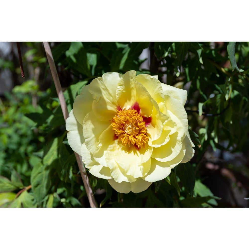 3 Gal. Bartzella Peony (Paeonia Itoh) Live Shrub with Bright Yellow-Deep Red Double Blooms - Hercitys