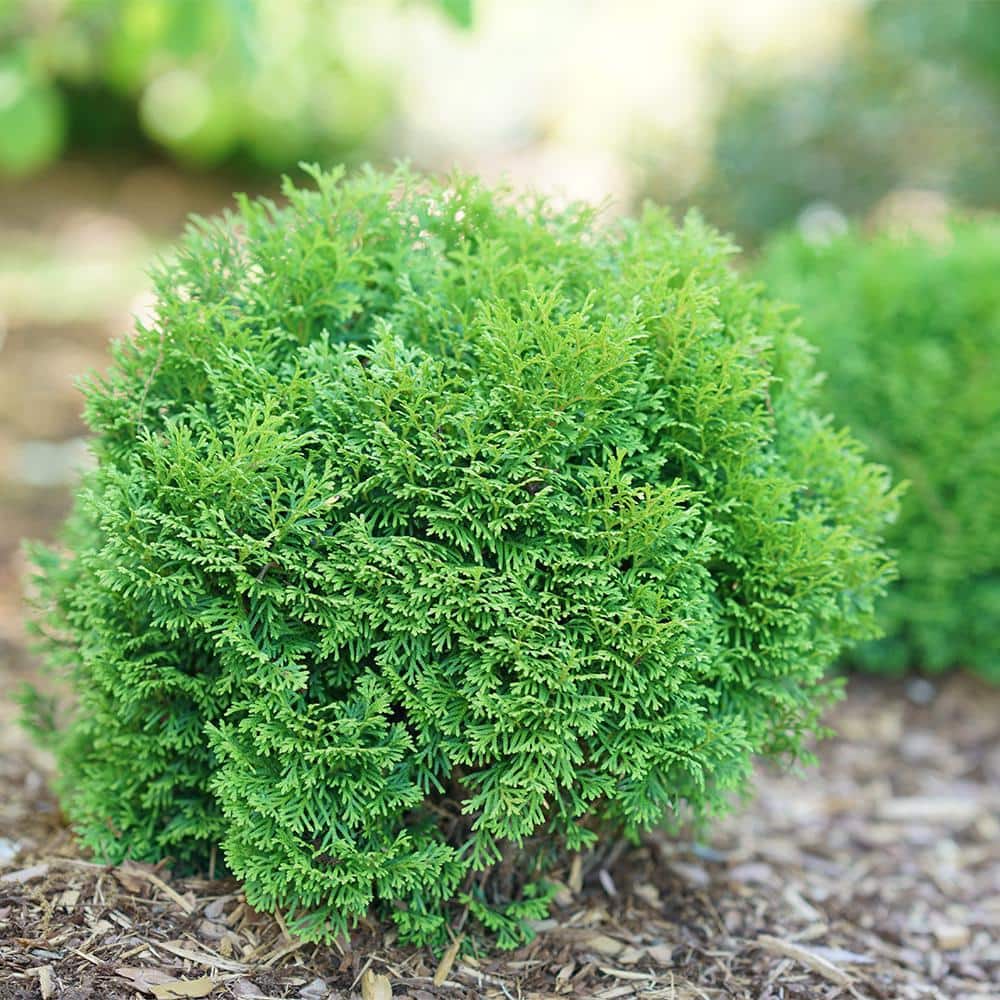2 Gal. Arborvitae Tater Tot Evergreen Shrub - Hercitys