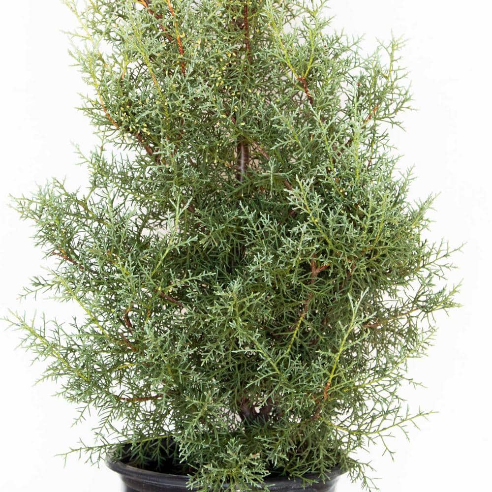 2.5 Gal – Carolina Sapphire Cypress, Live Evergreen Tree, Light Blue-Green Foliage - Hercitys