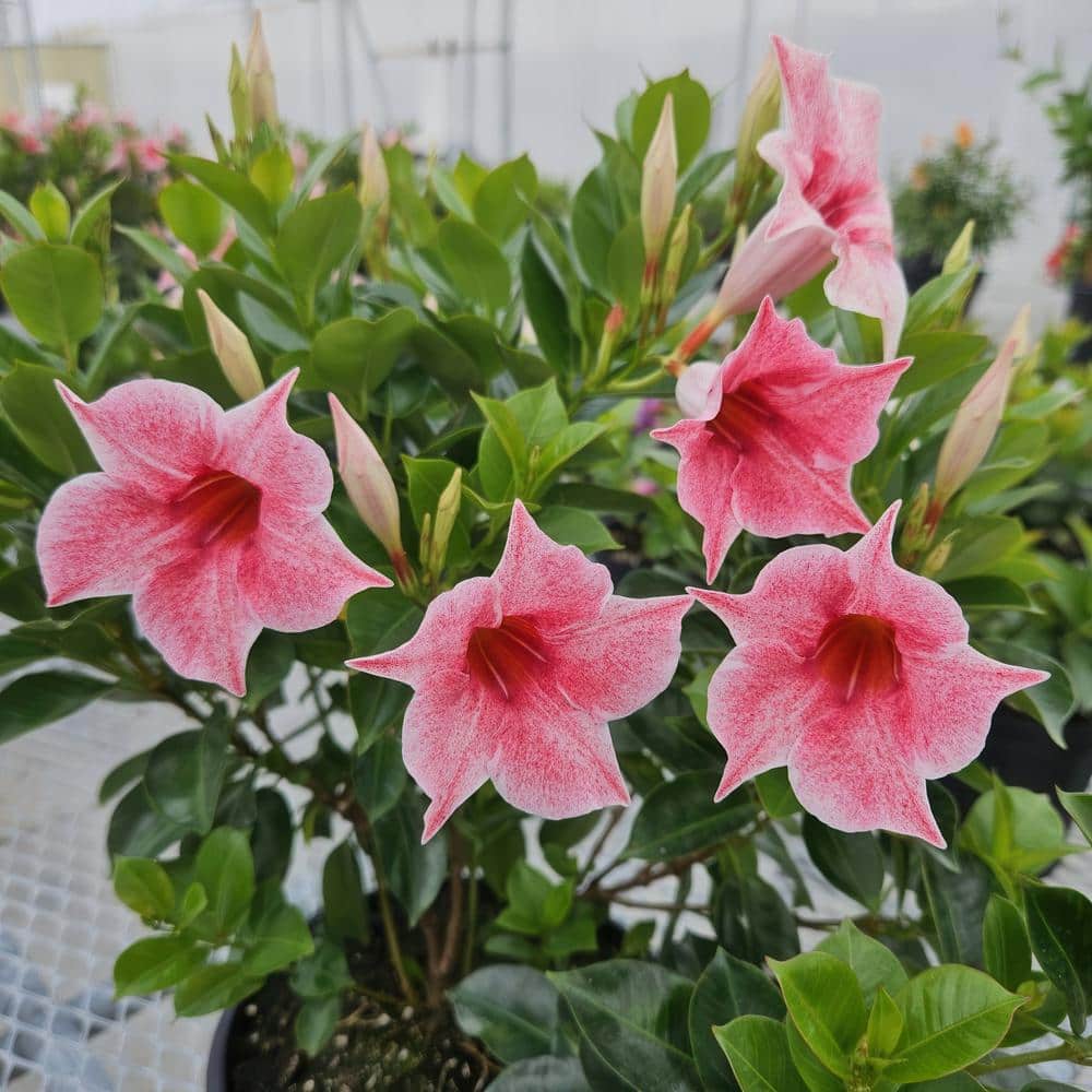 4 in. Mandevilla Blue and Pink Summer Trio Annual Plant with Blue and Pink Flowers (4-Pack) - Hercitys