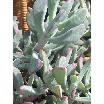 5 in. Oscularia Pedunculata with Mauve Flowers, Succulent Plants in Grower Hanging Pot - Hercitys