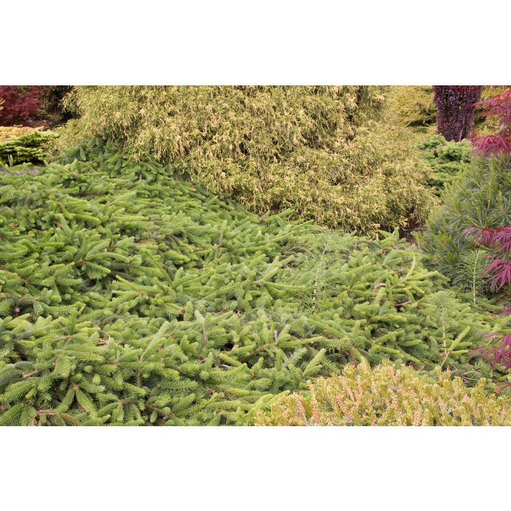 3 Gal. Pot, Bird’s Nest Spruce Evergreen Shrub (1-Pack) - Hercitys