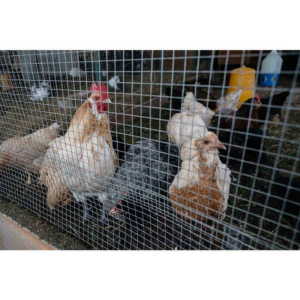 1/2 in. x 48 in. x 50 ft. Hardware Cloth Welded Silver Metal Edging Hot-Dip Galvanized Chicken Wire Fence Garden Plant - Hercitys