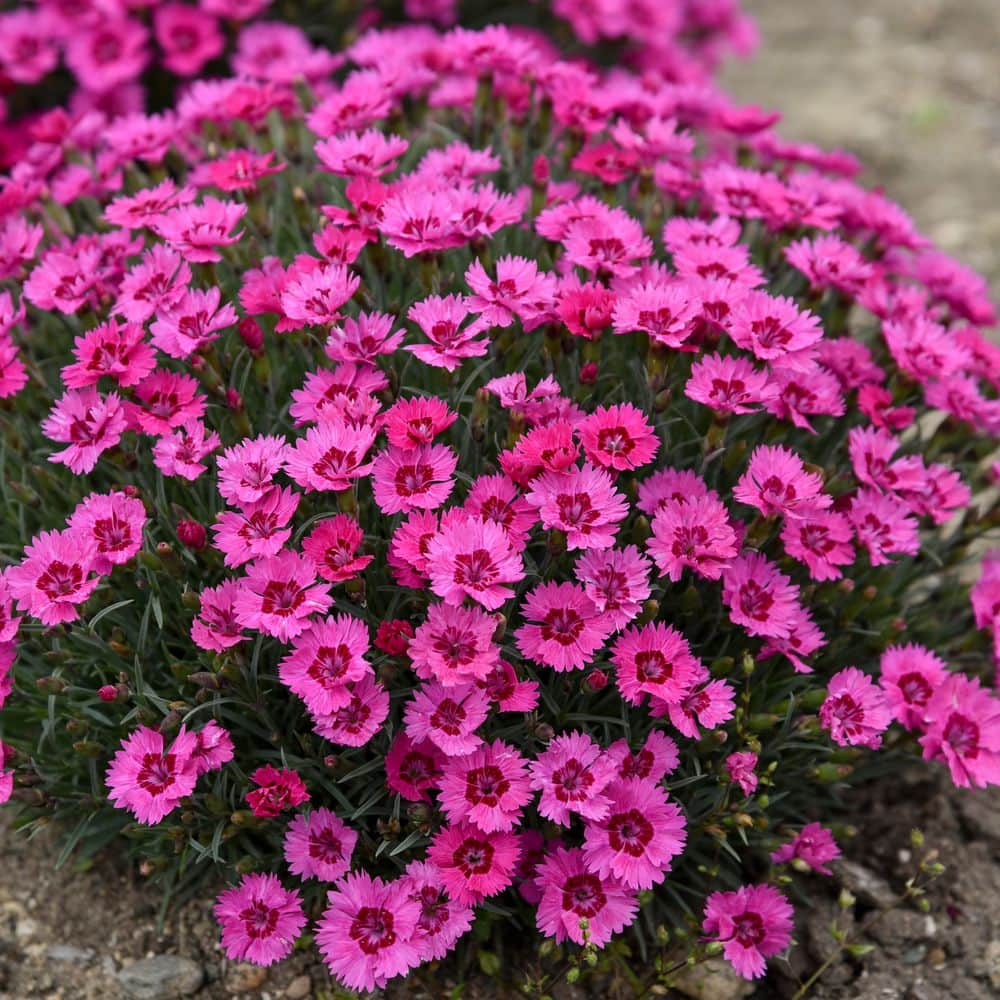 0.65 Gal. Paint the Town Fancy Pinks (Dianthus Hybrid) Live Perennial Plant with Pink Flowers - Hercitys