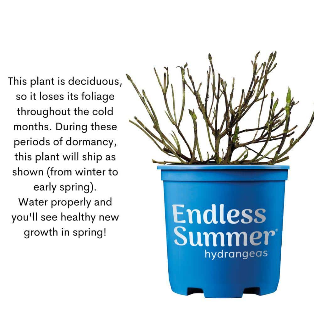 1 Gal. Bloomstruck Reblooming Hydrangea Shrub with Pink and Purple Flowers (2-Pack) - Hercitys