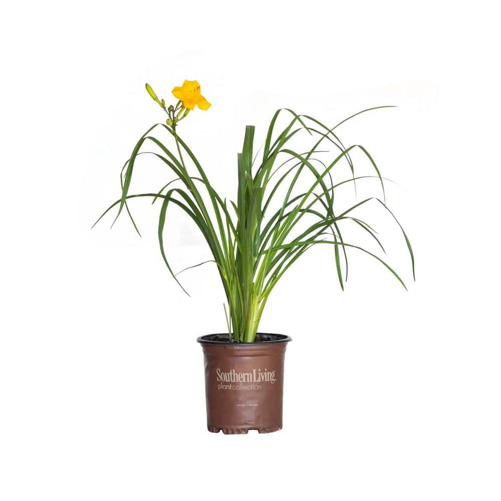 2.5 Qt. Evergreen Stella Golden-Yellow Live Perennial Daylily Plant, Fragrant and Trumpet-Shaped Flowers - Hercitys