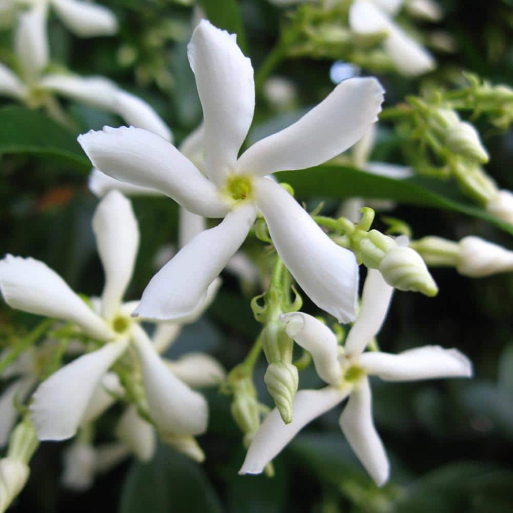 1 Gal. Flowering White Confederate Jasmine Shrub (2-Pack) - Hercitys