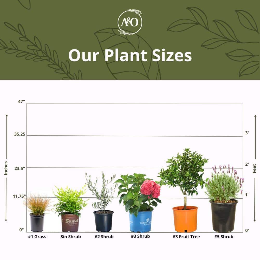 #1 container Sage Plants (4-Pack) - Hercitys