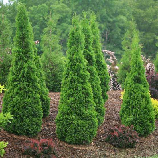 3 Gal. American Pillar Thuja Evergreen Tree - Hercitys