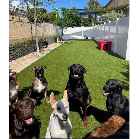 15 ft. W x Cut to Length Green and Tan Quick Draining Artificial Grass Turf - Hercitys