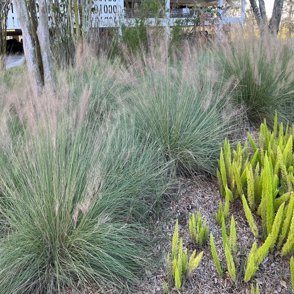 3 Gal. Pink Muhly Grass - Hercitys
