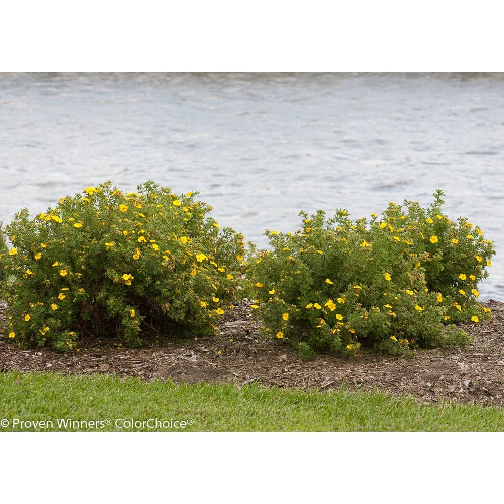4.5 in. Qt. Happy Face Yellow Potentilla (Fruticosa) Flowering Shrub With Yellow Flowers - Hercitys