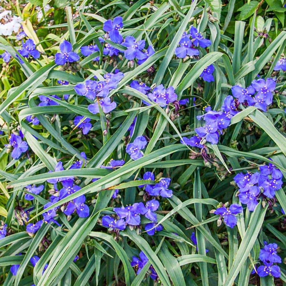 1 Gal. Pot, Amethyst Kiss Spiderwort (Tradescantia) Potted Flowering Perennial Plant (1-Pack) - Hercitys