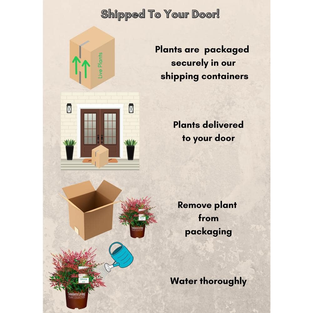 2 Gal. Obsession Nandina Shrub with Bright Red Foliage - Hercitys