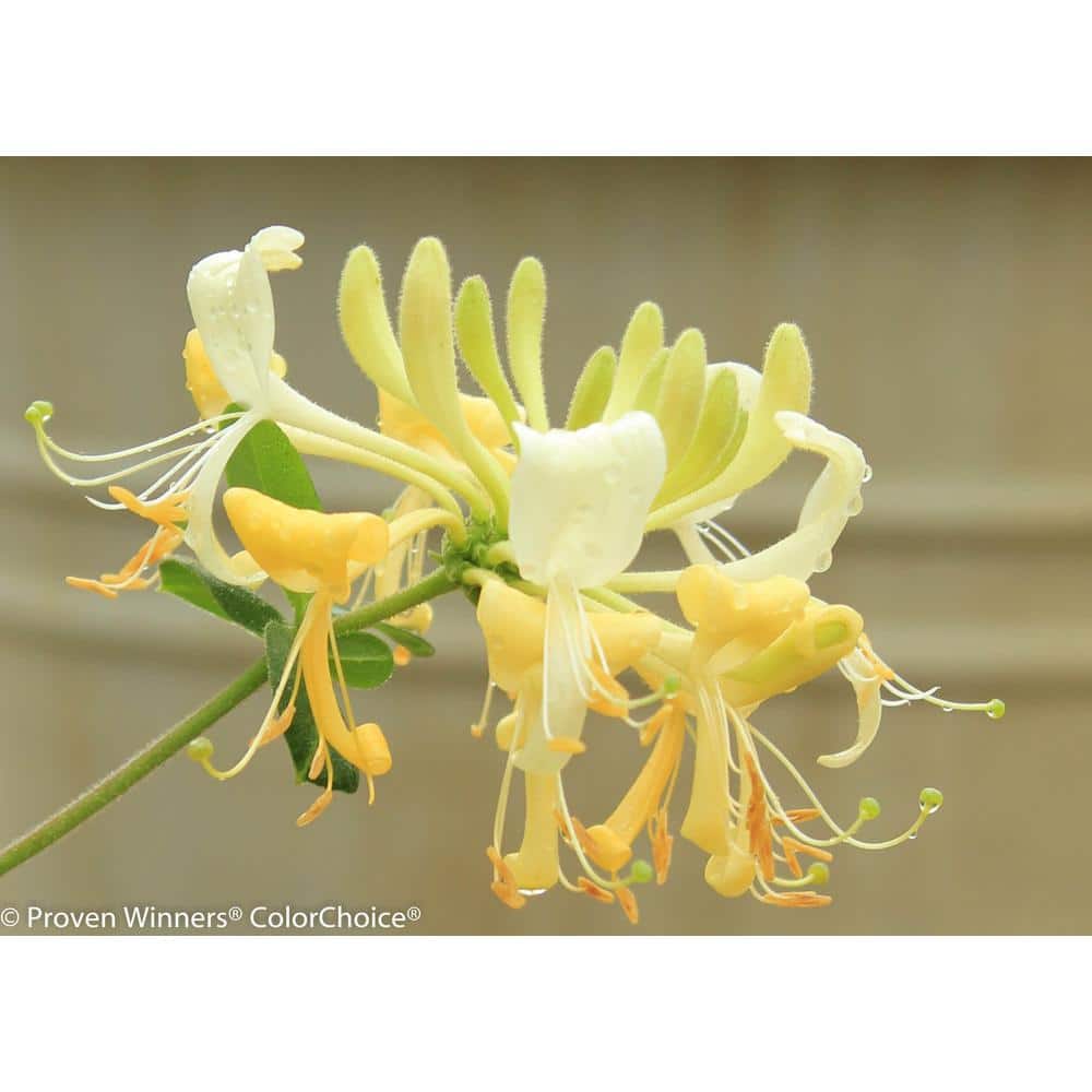 4.5 in. Qt. Scentsation Honeysuckle (Lonicera) Live Vine Shrub with Yellow Flowers and Red Berries - Hercitys
