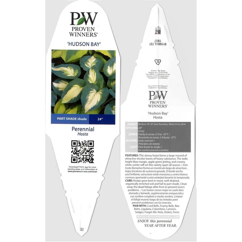 0.65 Gal. Shadowland Hudson Bay (Hosta) Live Plant, Variegated Foliage - Hercitys