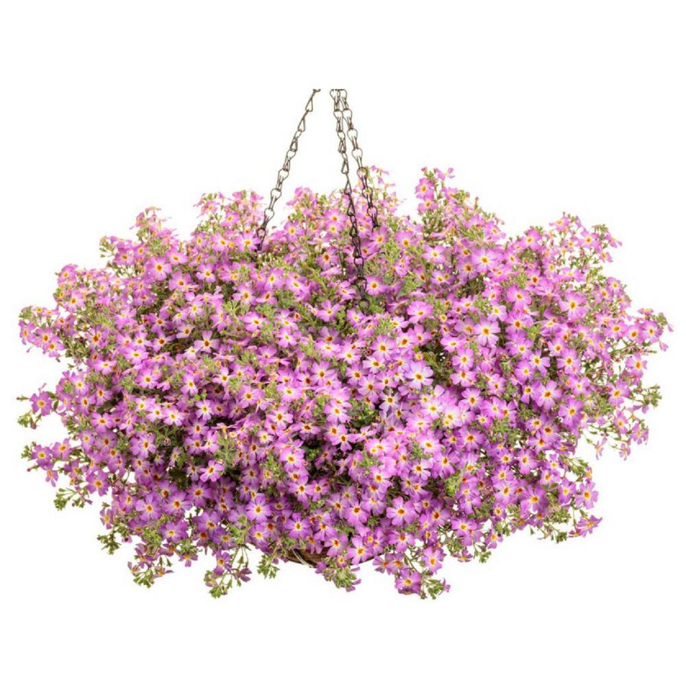 4.25 in. Eco+Grande Safari Sky (Jamesbrittenia) Live Plant, Purple Flowers (4-Pack) - Hercitys