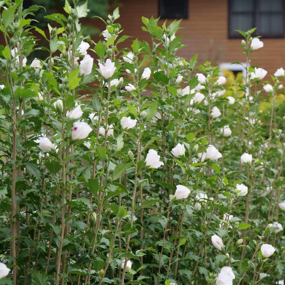 2 Gal. White Pillar Rose of Sharon (Hibiscus) Plant with White Flowers - Hercitys