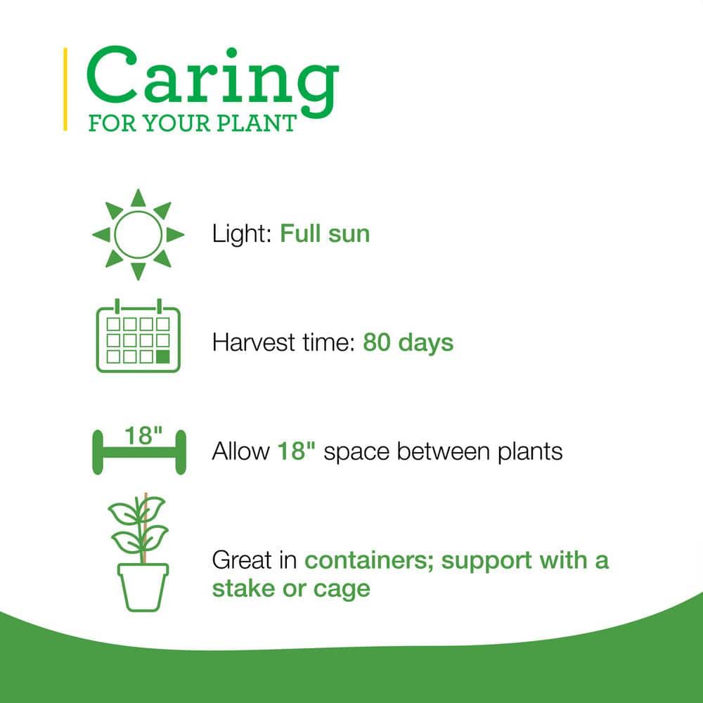 19 oz. Serrano Pepper Plant (2-Pack) - Hercitys