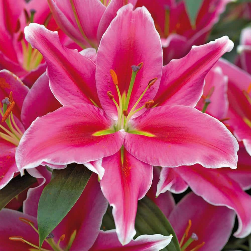 16 cm/18 cm, Lake Carey Oriental Lily Flower Bulbs (Bag of 10) - Hercitys