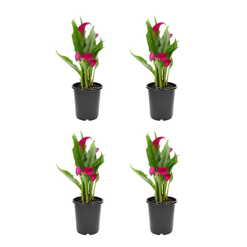 2.5 Qt. Perennial Calla Lily Pink (4-Pack) - Hercitys