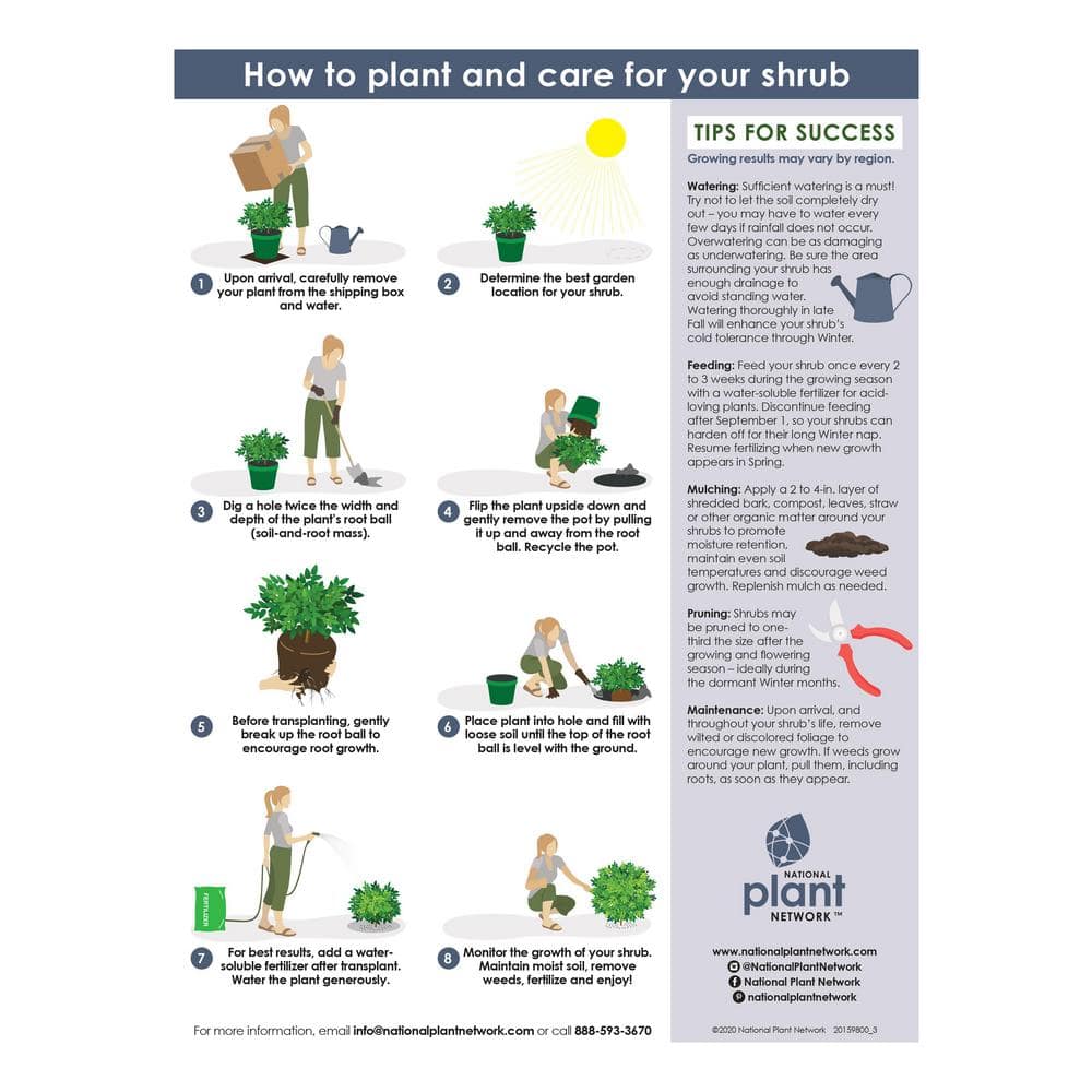 2.25 Gal. Coral Bell Azalea Plant with Pink Blooms - Hercitys