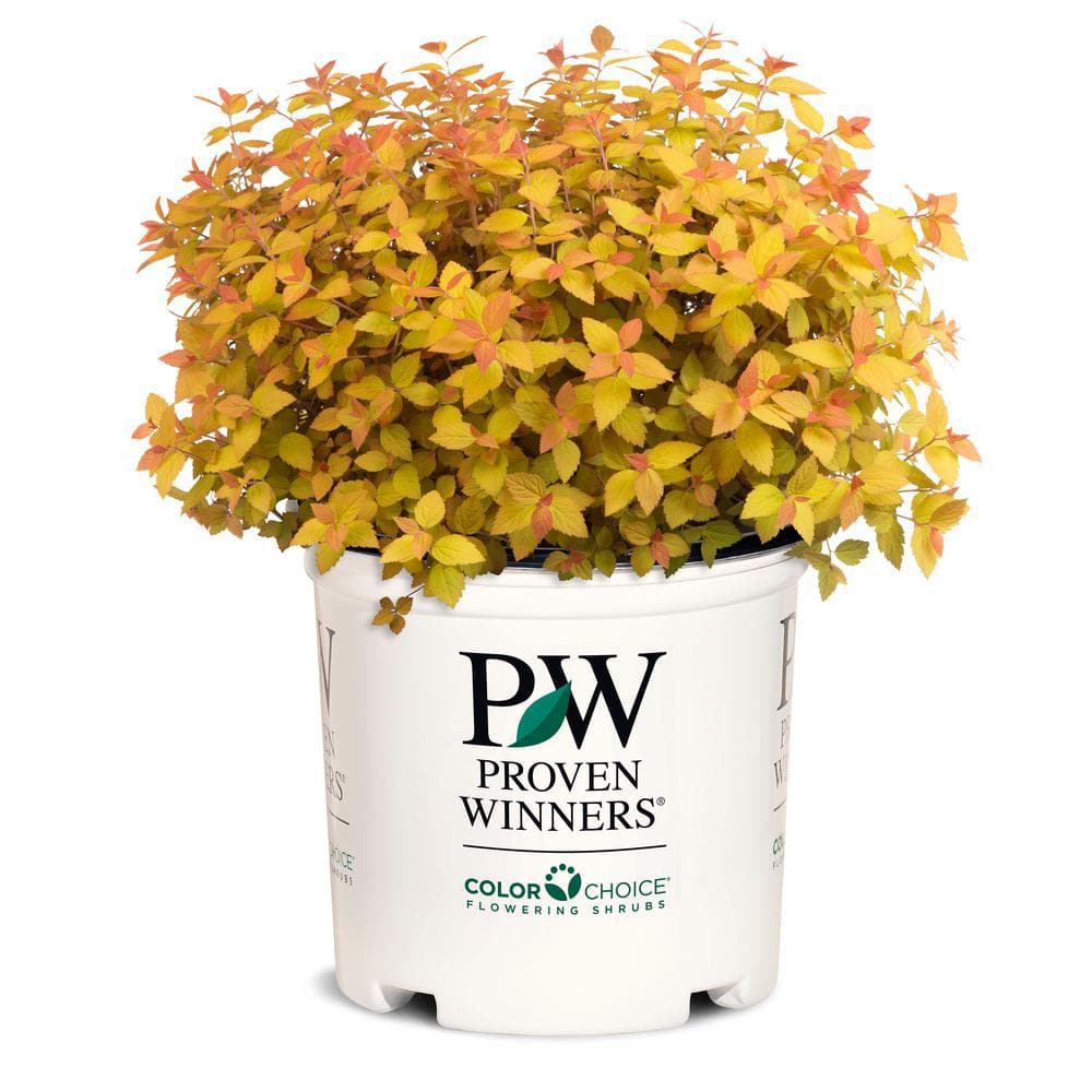 2 Gal, Double Play Candy Corn Spirea Shrub with Purple Flowers - Hercitys