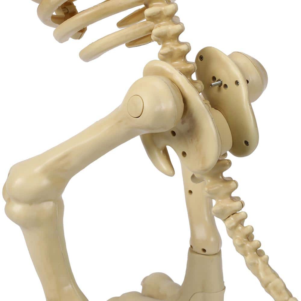 34 in. Animated T-Rex with LED Eyes - Hercitys