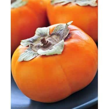 5 gal. Ichi Ki Kei Jiro Persimmon Tree - Hercitys