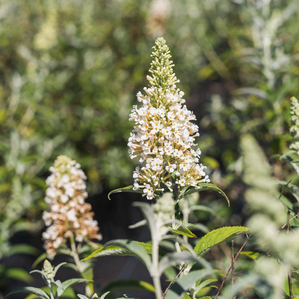 1 Gal. White Profusion Butterfly Bush in Grower’s Pot - Hercitys