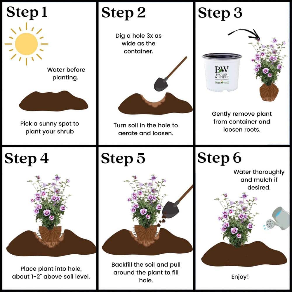 2 Gal. Purple Pillar Rose of Sharon (Hibiscus) Plant with Purple Flowers - Hercitys