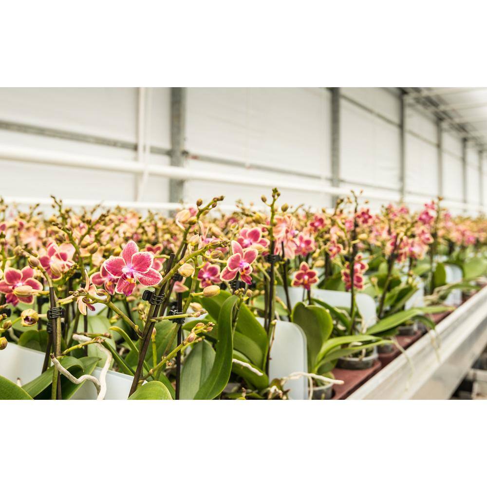 2 ft. 32-Watt White LED 3 Adjustable Spectrum Linkable Plant Grow Light Fixture - Hercitys