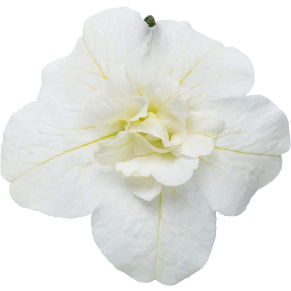 4.25 in. Eco+ Grande Superbells Double White (Calibrachoa hybrid) Live Annual Plant with White Flowers 4-Pack - Hercitys