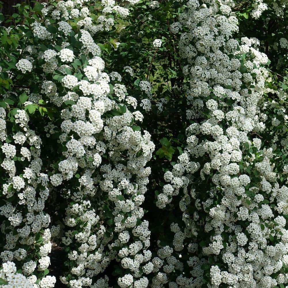 2.25 Gal. Spirea Reeves Flowering Shrub with White Blooms - Hercitys