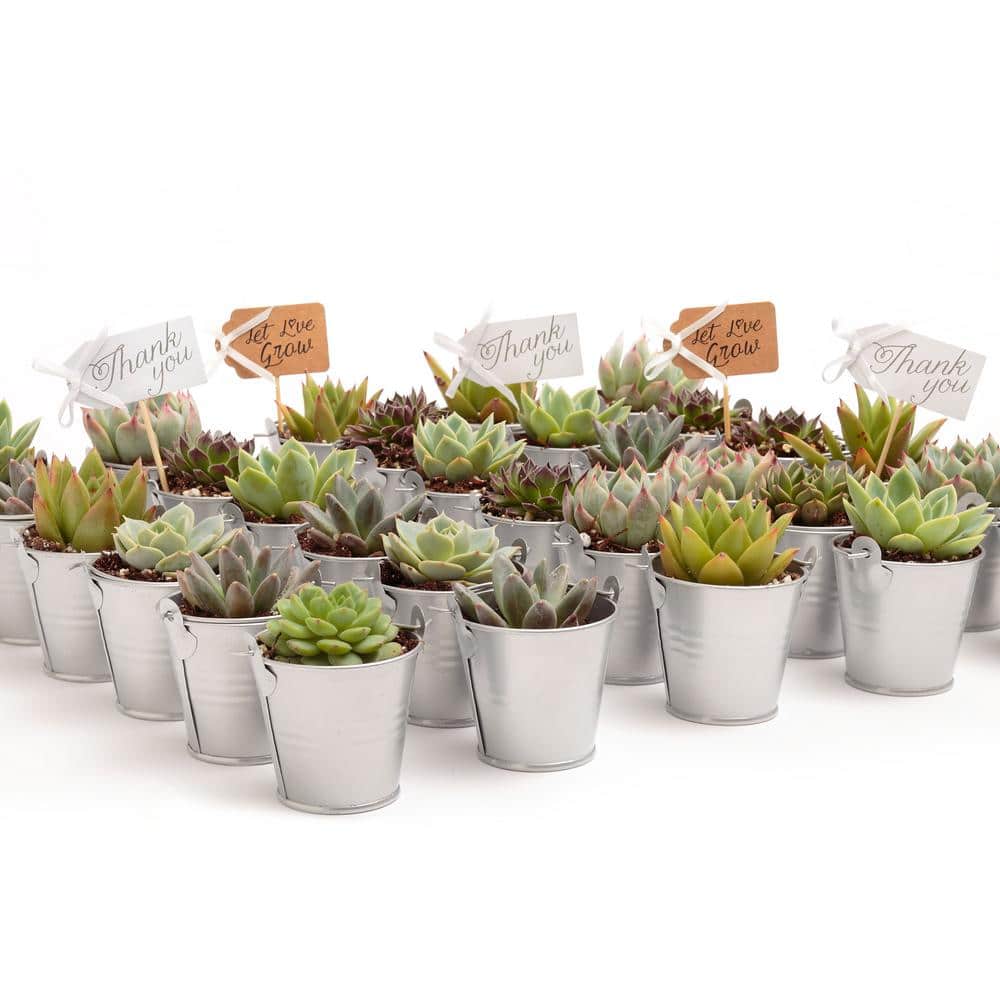 2 in. Wedding Event Rosette Succulents Plant with Silver Metal Pails and Thank You Tags (30-Pack) - Hercitys