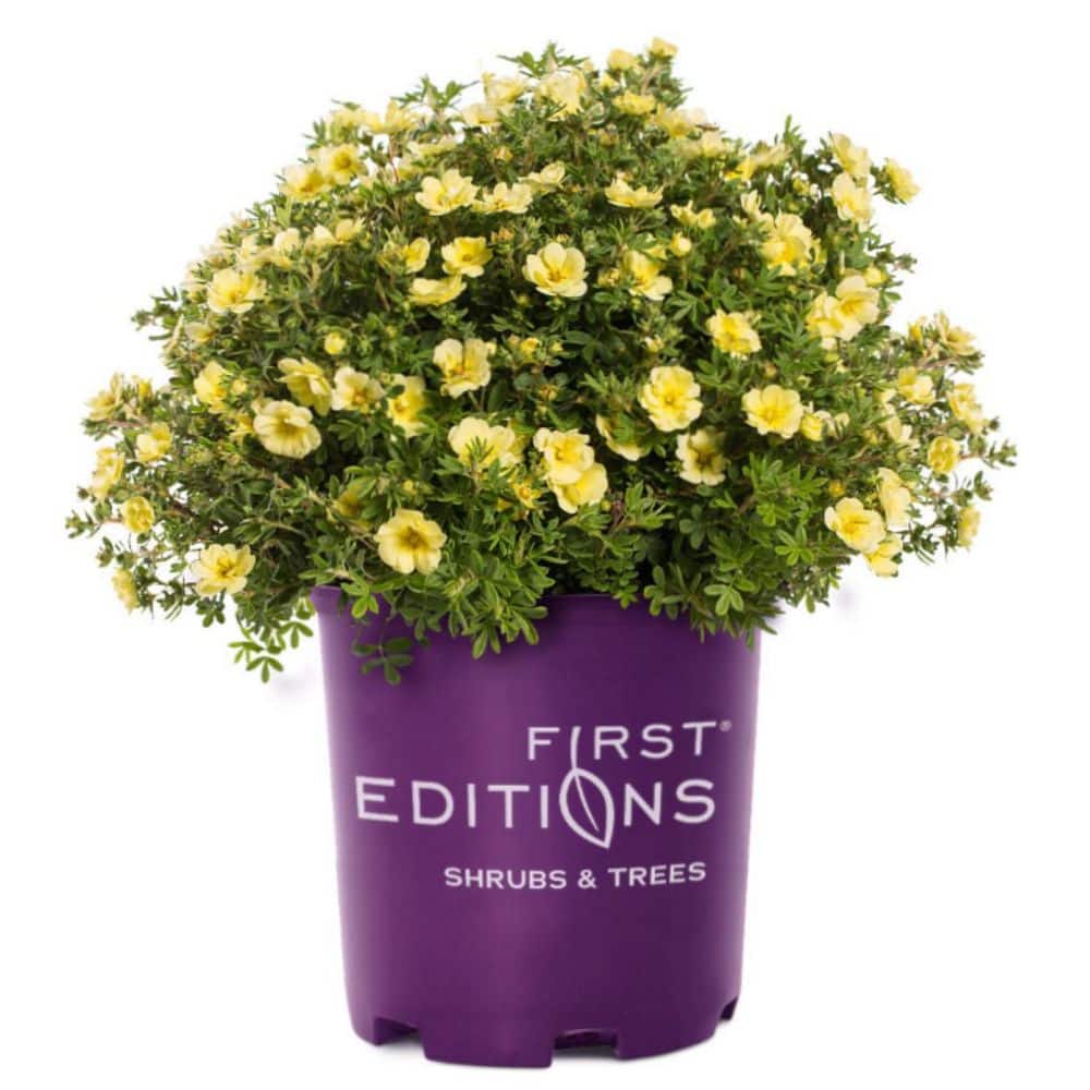 2.0 Gallon Lemon Meringue Potentilla (Potentilla fruticosa ‘Lemon Meringue’) Shrub with Yellow flowers 1-Each - Hercitys