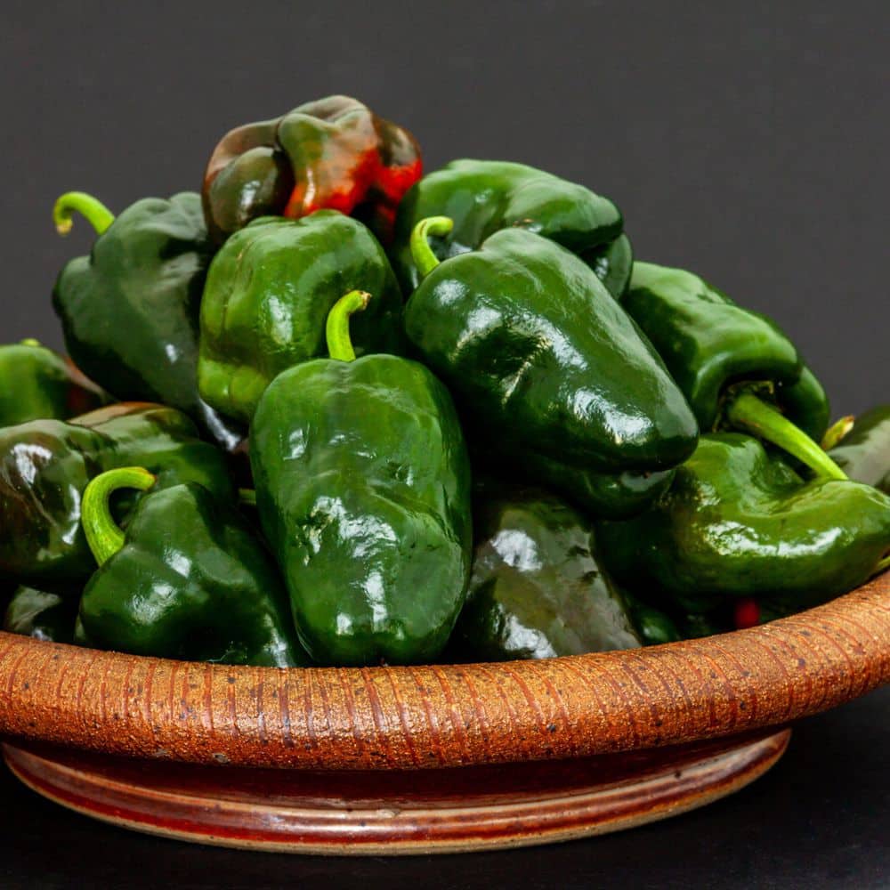 2.5 in. Chile Pepper Poblano Plant 3-Piece - Hercitys