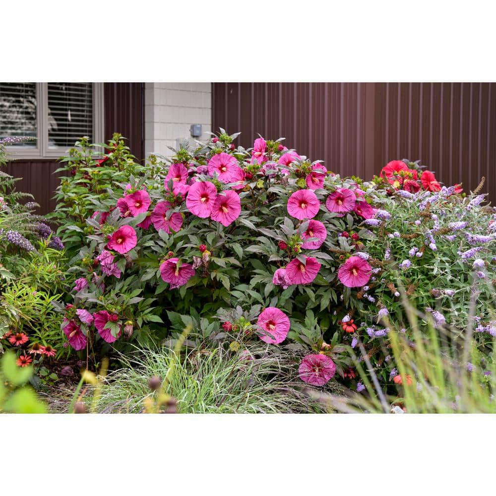 2 Gal. Summerific ‘Berry Awesome’ Rose Mallow (Hibiscus Hybrid), Live Perennial Plant, with Pink Flowers - Hercitys